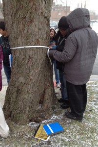 tree_measure3